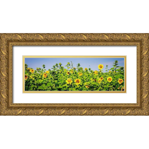 Sunny Sunflowers II Gold Ornate Wood Framed Art Print with Double Matting by Hausenflock, Alan