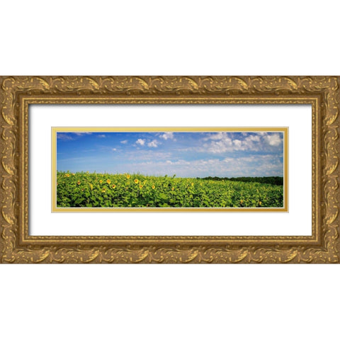 Sunflower Fields I Gold Ornate Wood Framed Art Print with Double Matting by Hausenflock, Alan