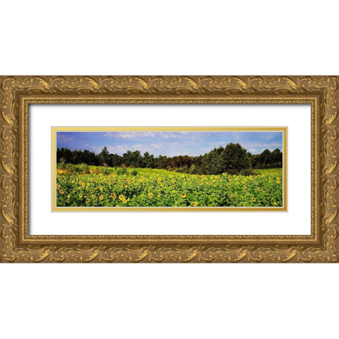 Sunflower Fields II Gold Ornate Wood Framed Art Print with Double Matting by Hausenflock, Alan