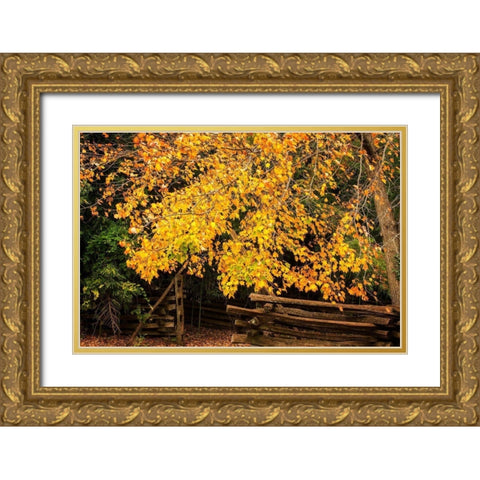 Late Fall Day II Gold Ornate Wood Framed Art Print with Double Matting by Hausenflock, Alan