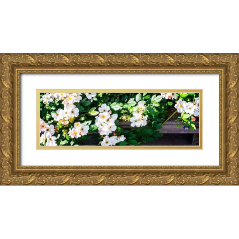 Climbing Wild Roses II Gold Ornate Wood Framed Art Print with Double Matting by Hausenflock, Alan