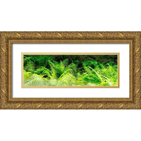 Forest Ferns I Gold Ornate Wood Framed Art Print with Double Matting by Hausenflock, Alan