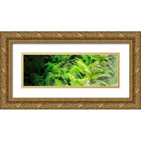 Forest Ferns II Gold Ornate Wood Framed Art Print with Double Matting by Hausenflock, Alan