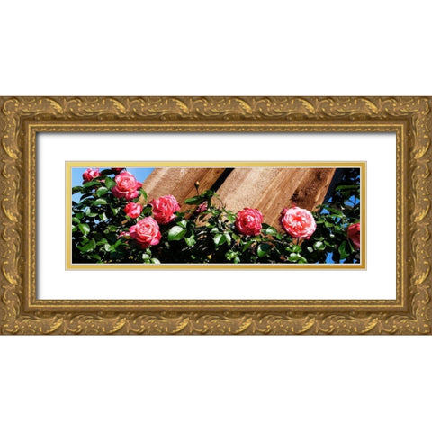 Climbing Pink Ladies I Gold Ornate Wood Framed Art Print with Double Matting by Hausenflock, Alan