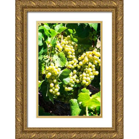 Sunny Vineyard I Gold Ornate Wood Framed Art Print with Double Matting by Hausenflock, Alan
