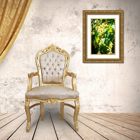 Sunny Vineyard II Gold Ornate Wood Framed Art Print with Double Matting by Hausenflock, Alan