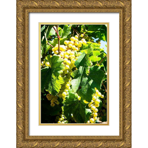 Sunny Vineyard II Gold Ornate Wood Framed Art Print with Double Matting by Hausenflock, Alan