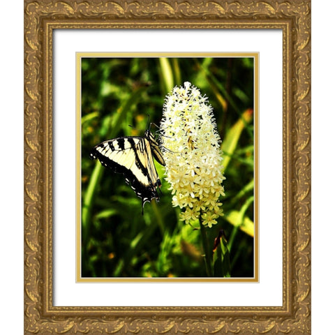 Yellow Butterfly Gold Ornate Wood Framed Art Print with Double Matting by Hausenflock, Alan