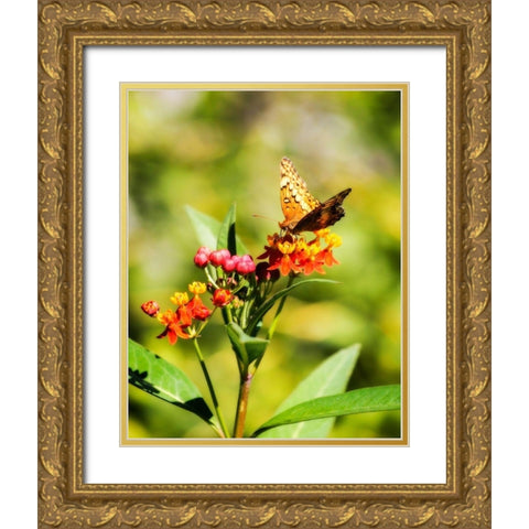 Orange Butterfly Gold Ornate Wood Framed Art Print with Double Matting by Hausenflock, Alan