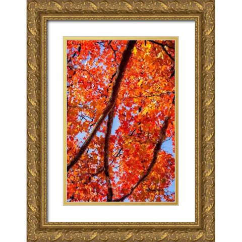 Autumn Glory I Gold Ornate Wood Framed Art Print with Double Matting by Hausenflock, Alan