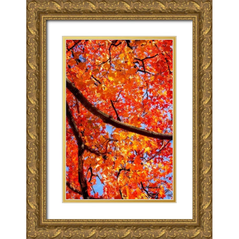 Autumn Glory II Gold Ornate Wood Framed Art Print with Double Matting by Hausenflock, Alan