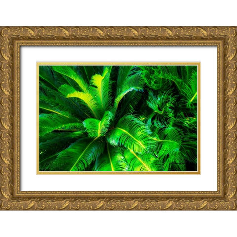 Sago Palms Gold Ornate Wood Framed Art Print with Double Matting by Hausenflock, Alan