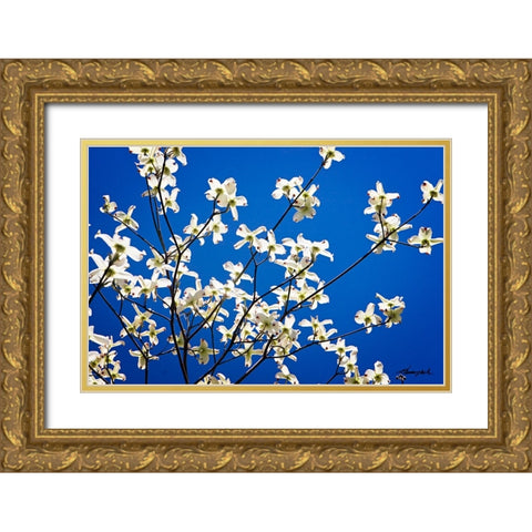 Dogwood on Blue I Gold Ornate Wood Framed Art Print with Double Matting by Hausenflock, Alan