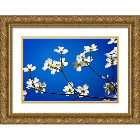 Dogwood on Blue II Gold Ornate Wood Framed Art Print with Double Matting by Hausenflock, Alan