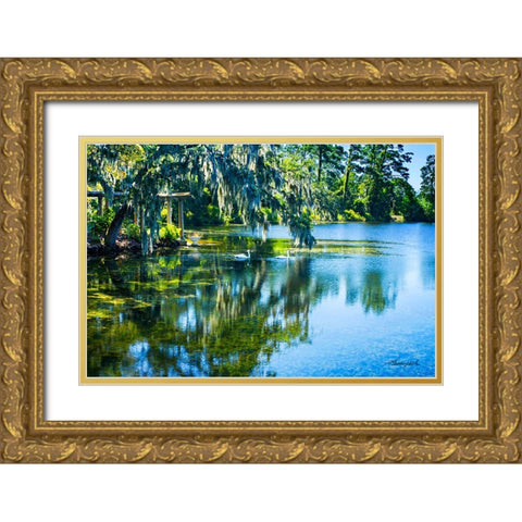 Swans in the Afternoon Gold Ornate Wood Framed Art Print with Double Matting by Hausenflock, Alan