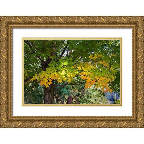 Autumns Beginning Gold Ornate Wood Framed Art Print with Double Matting by Hausenflock, Alan
