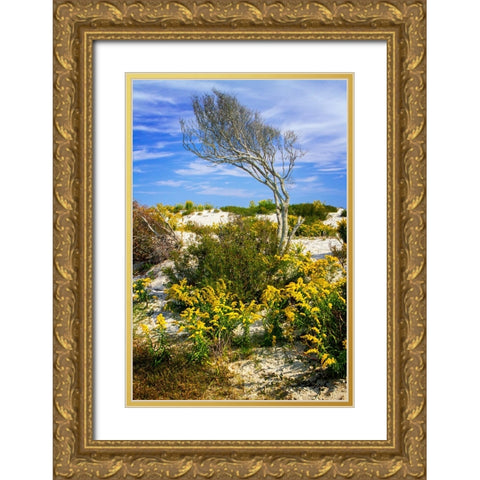 Beach Tree Gold Ornate Wood Framed Art Print with Double Matting by Hausenflock, Alan