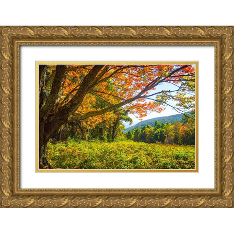 Old Mountain Maple Gold Ornate Wood Framed Art Print with Double Matting by Hausenflock, Alan