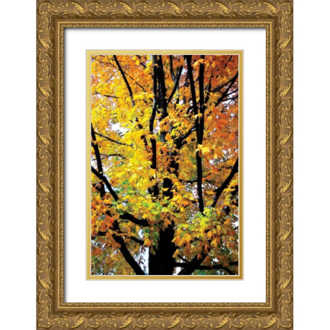 Autumn Color I Gold Ornate Wood Framed Art Print with Double Matting by Hausenflock, Alan