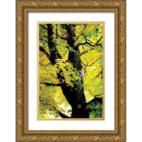 Autumn Color II Gold Ornate Wood Framed Art Print with Double Matting by Hausenflock, Alan