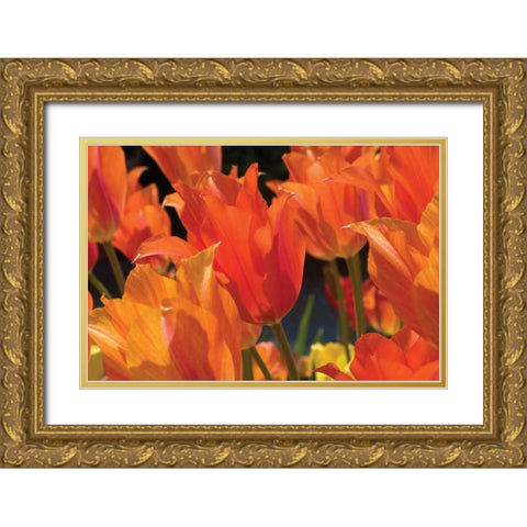 Tulip Field I Gold Ornate Wood Framed Art Print with Double Matting by Hausenflock, Alan
