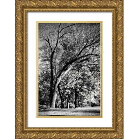 Four Trees Gold Ornate Wood Framed Art Print with Double Matting by Hausenflock, Alan