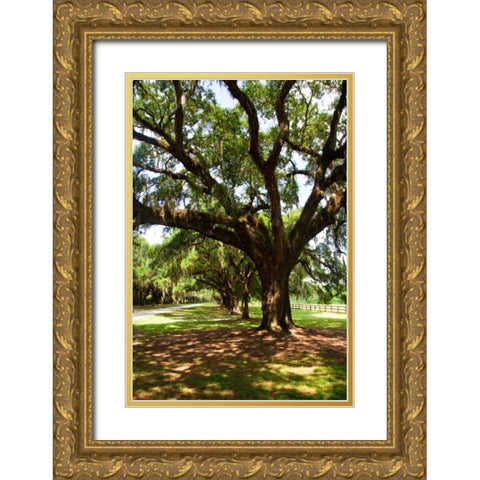 Charleston Oaks VI Gold Ornate Wood Framed Art Print with Double Matting by Hausenflock, Alan