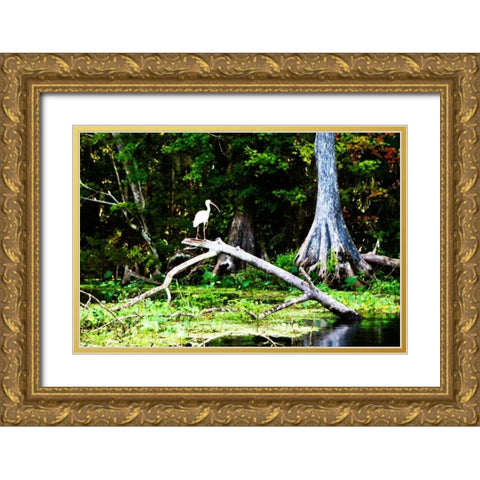 Ibis on a Limb Gold Ornate Wood Framed Art Print with Double Matting by Hausenflock, Alan