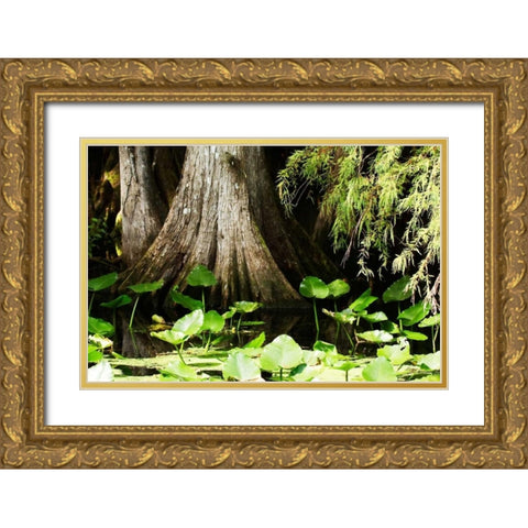 Cypress I Gold Ornate Wood Framed Art Print with Double Matting by Hausenflock, Alan