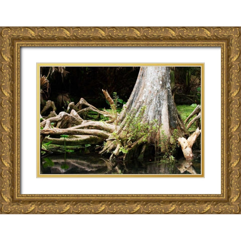 Cypress II Gold Ornate Wood Framed Art Print with Double Matting by Hausenflock, Alan