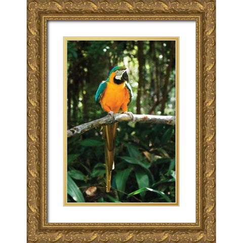 McCaw II Gold Ornate Wood Framed Art Print with Double Matting by Hausenflock, Alan