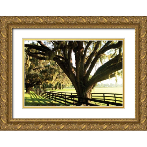 Majestic Oaks I Gold Ornate Wood Framed Art Print with Double Matting by Hausenflock, Alan