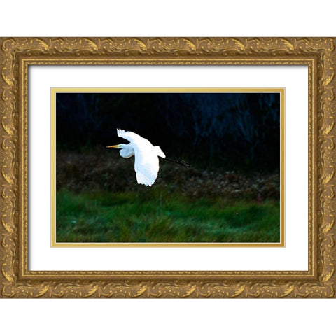 Egret in Flight I Gold Ornate Wood Framed Art Print with Double Matting by Hausenflock, Alan