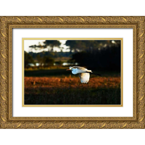 Egret in Flight II Gold Ornate Wood Framed Art Print with Double Matting by Hausenflock, Alan