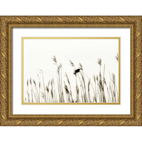 Bird in the Grass II Gold Ornate Wood Framed Art Print with Double Matting by Hausenflock, Alan