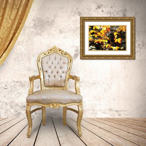 Autumn Leaves I Gold Ornate Wood Framed Art Print with Double Matting by Hausenflock, Alan