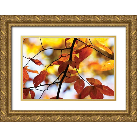 Autumn Leaves IV Gold Ornate Wood Framed Art Print with Double Matting by Hausenflock, Alan