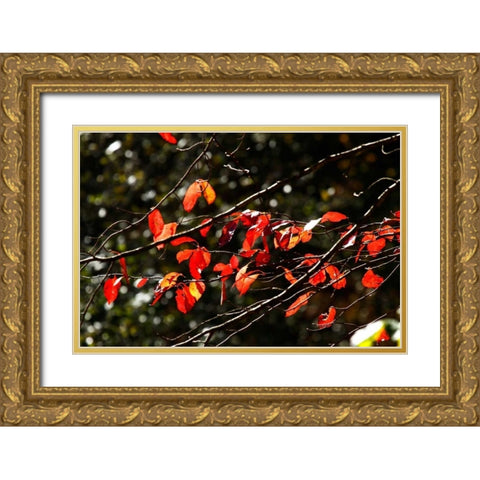 Autumn Leaves V Gold Ornate Wood Framed Art Print with Double Matting by Hausenflock, Alan