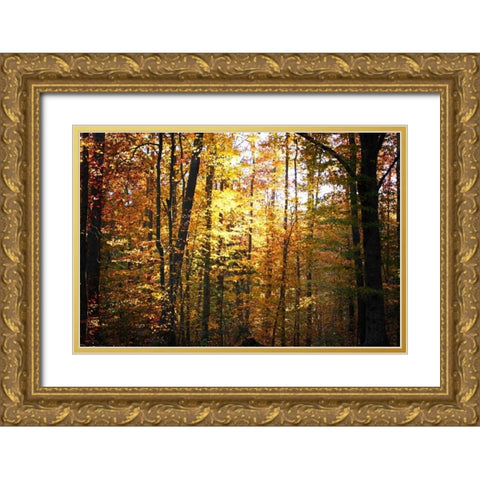 Sunset Through the Woods I Gold Ornate Wood Framed Art Print with Double Matting by Hausenflock, Alan