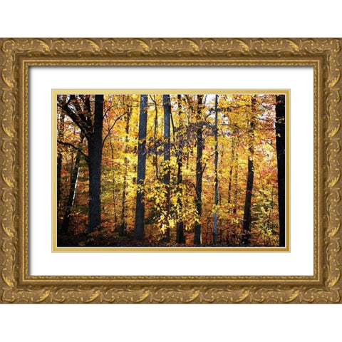 Sunset Through the Woods II Gold Ornate Wood Framed Art Print with Double Matting by Hausenflock, Alan