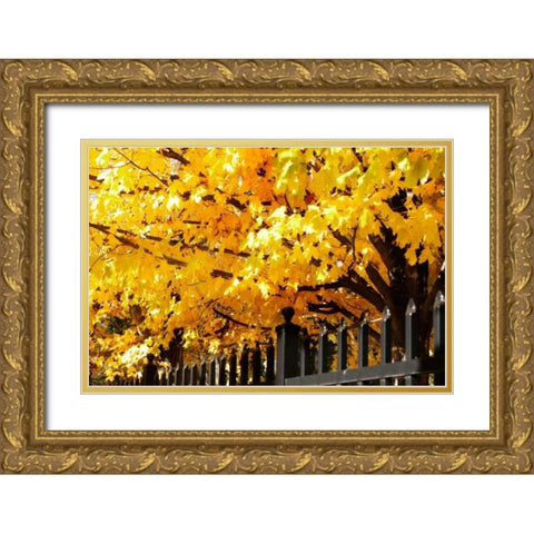 Boughs of Gold IV Gold Ornate Wood Framed Art Print with Double Matting by Hausenflock, Alan