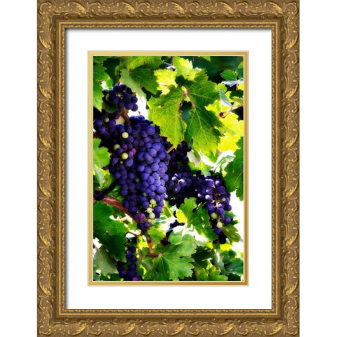 Grapes I Gold Ornate Wood Framed Art Print with Double Matting by Hausenflock, Alan