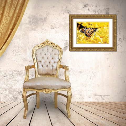 Monarch on Chrysanthemums Gold Ornate Wood Framed Art Print with Double Matting by Hausenflock, Alan