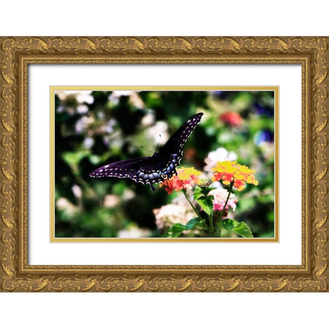 Black Swallowtail II Gold Ornate Wood Framed Art Print with Double Matting by Hausenflock, Alan