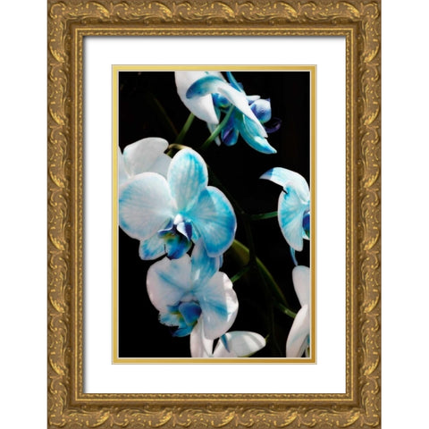 Blue Moth Orchids II Gold Ornate Wood Framed Art Print with Double Matting by Hausenflock, Alan