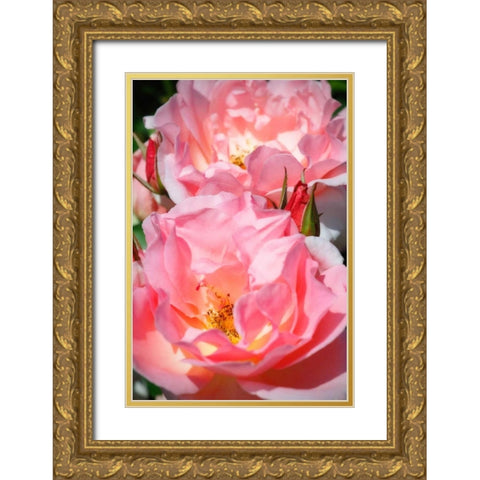 Wild Roses I Gold Ornate Wood Framed Art Print with Double Matting by Hausenflock, Alan