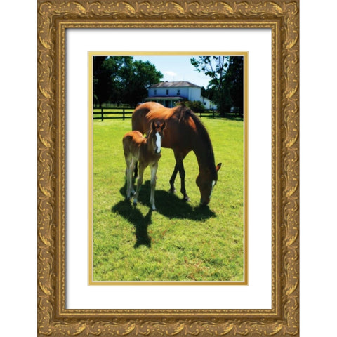 Mare and Foal I Gold Ornate Wood Framed Art Print with Double Matting by Hausenflock, Alan