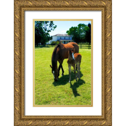 Mare and Foal II Gold Ornate Wood Framed Art Print with Double Matting by Hausenflock, Alan