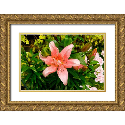 Pink Lily Gold Ornate Wood Framed Art Print with Double Matting by Johnson, George