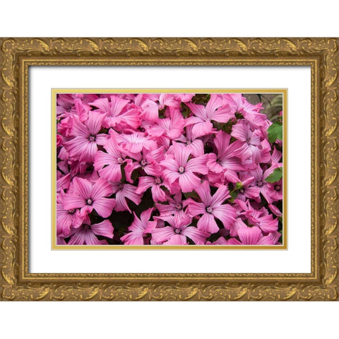 Pink Flowers Gold Ornate Wood Framed Art Print with Double Matting by Johnson, George